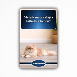 Melyik macskafajta látható a képen? - NFC Kártya
